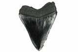 Black, Fossil Megalodon Tooth - South Carolina #172263-1